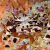crab_zebra_cr_hsb_r_h_0210_kom3206.jpg